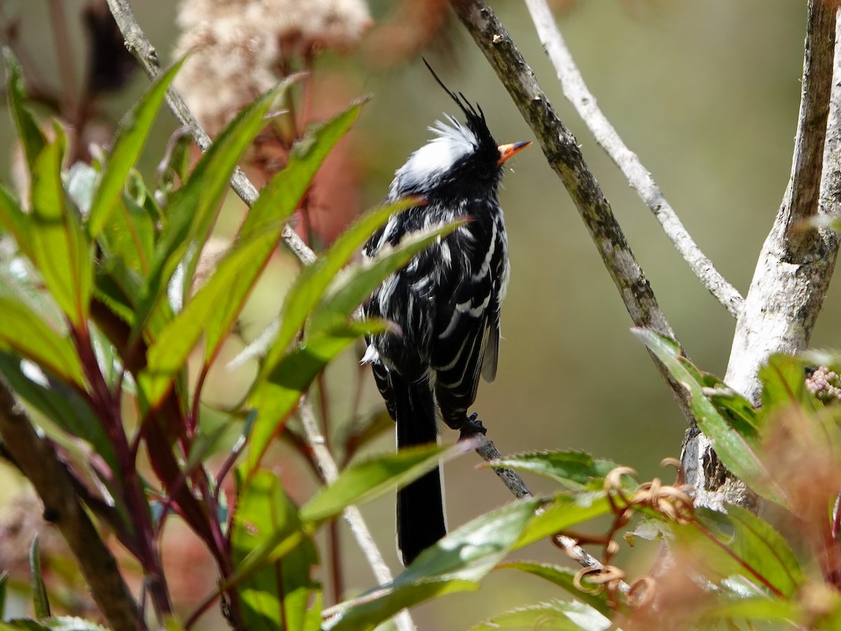Black-crested Tit-Tyrant - ML641326679