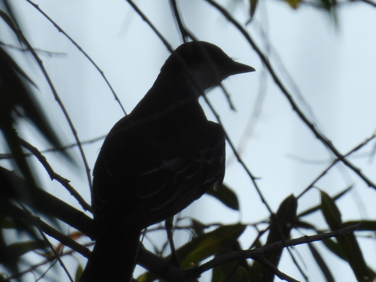 Eastern Kingbird - ML641326682