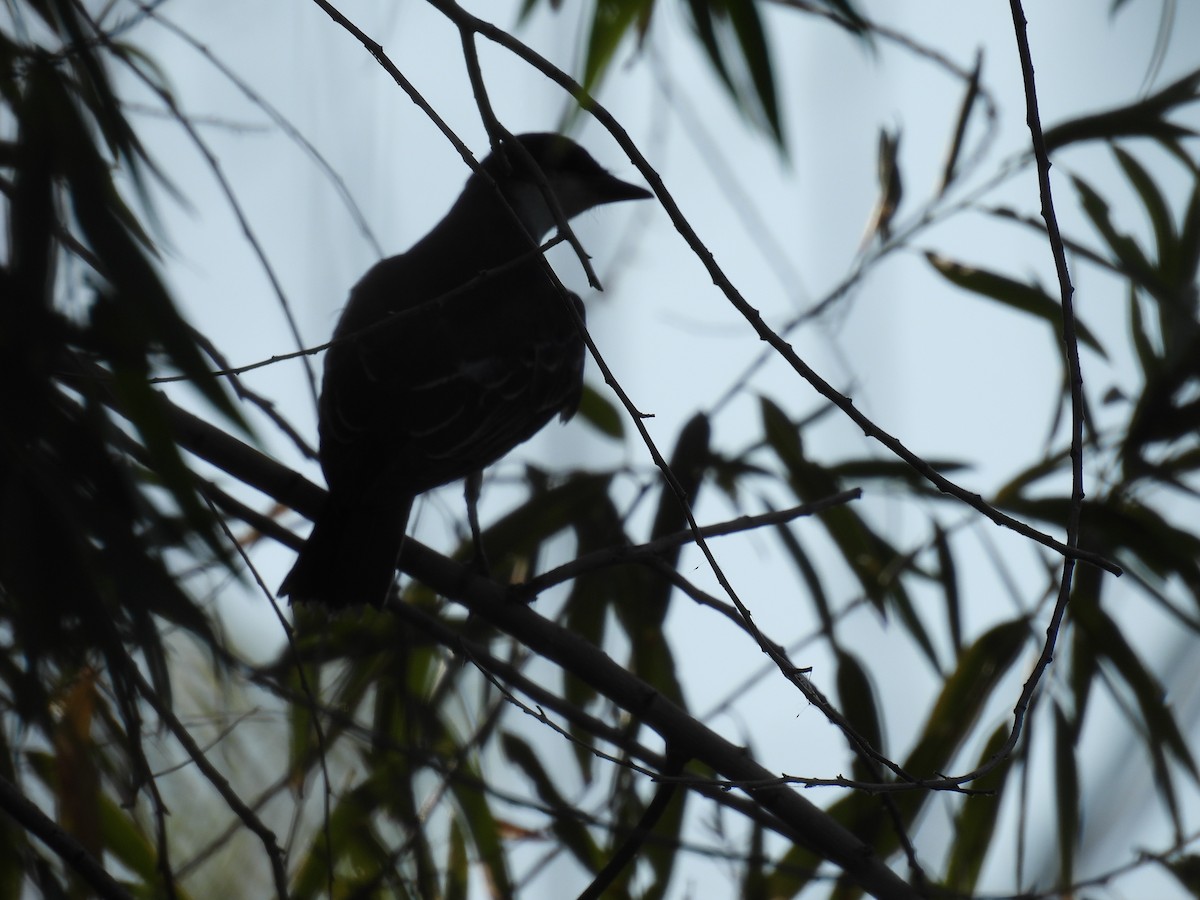 Eastern Kingbird - ML641326692