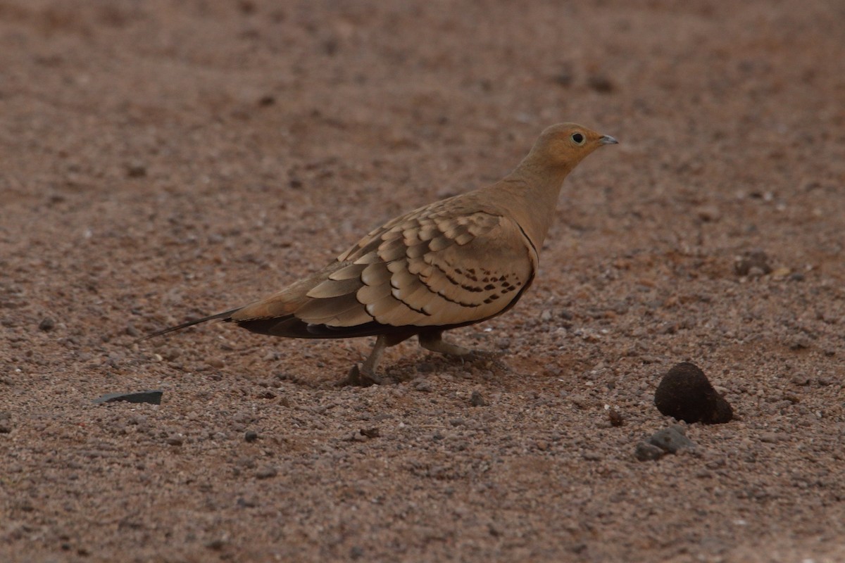 Chestnut-bellied Sandgrouse - ML641326702