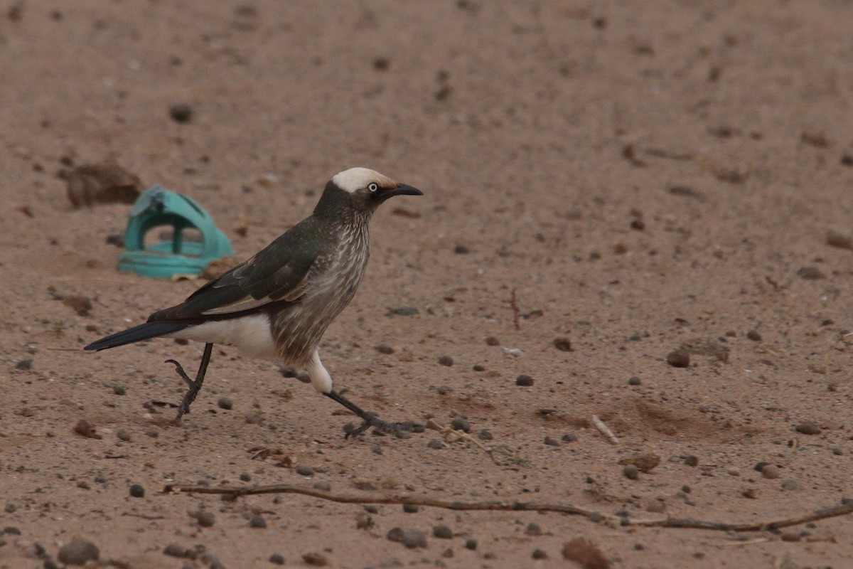 White-crowned Starling - ML641326725