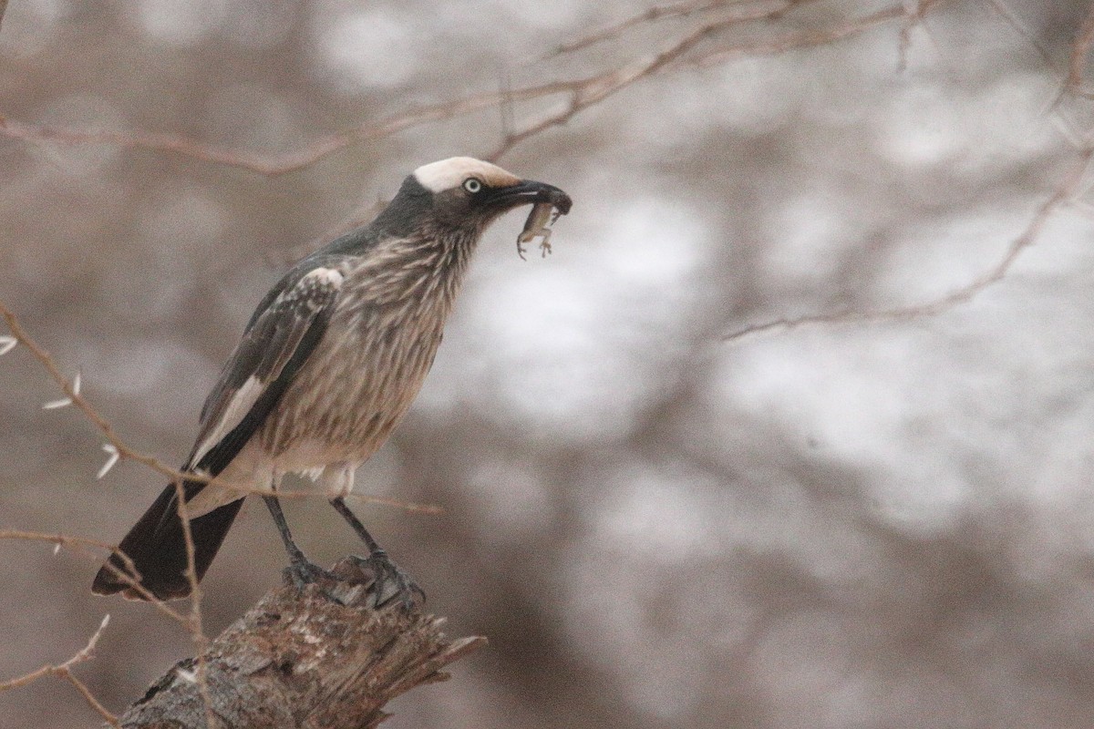 White-crowned Starling - ML641326726