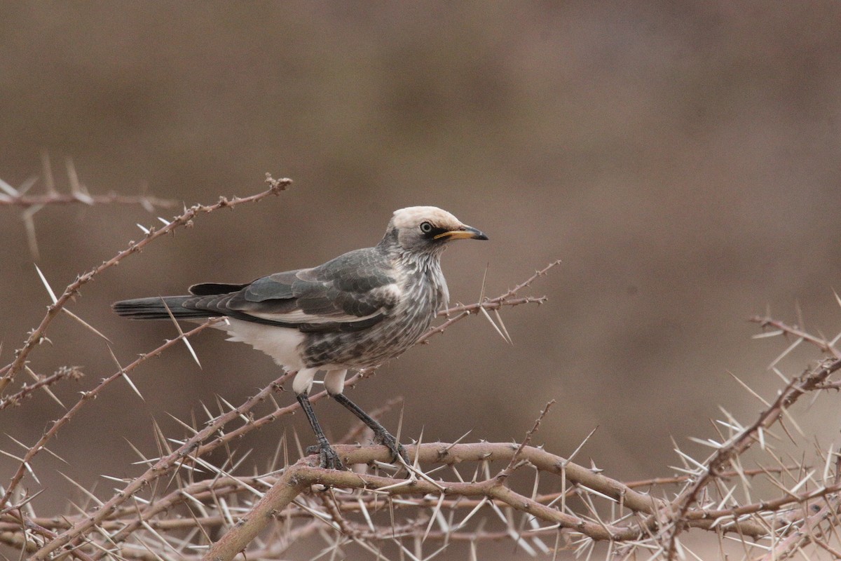 White-crowned Starling - ML641326729