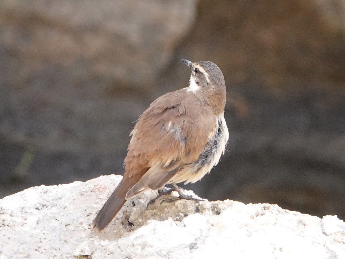 White-winged Cinclodes - ML641326732
