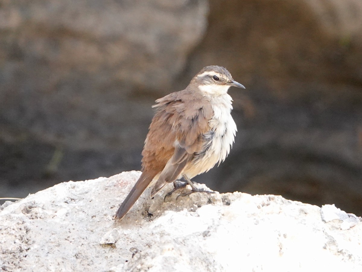 White-winged Cinclodes - ML641326733