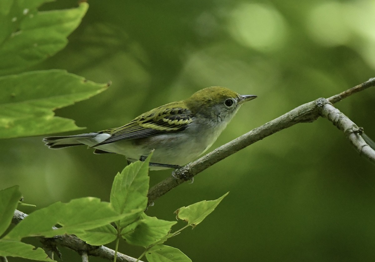 Chestnut-sided Warbler - ML641326738