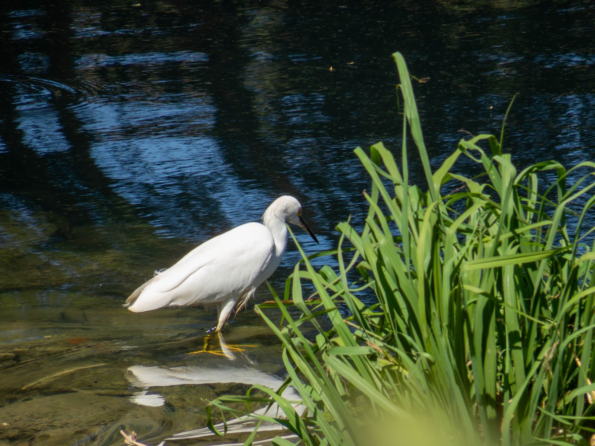Snowy Egret - ML641326740