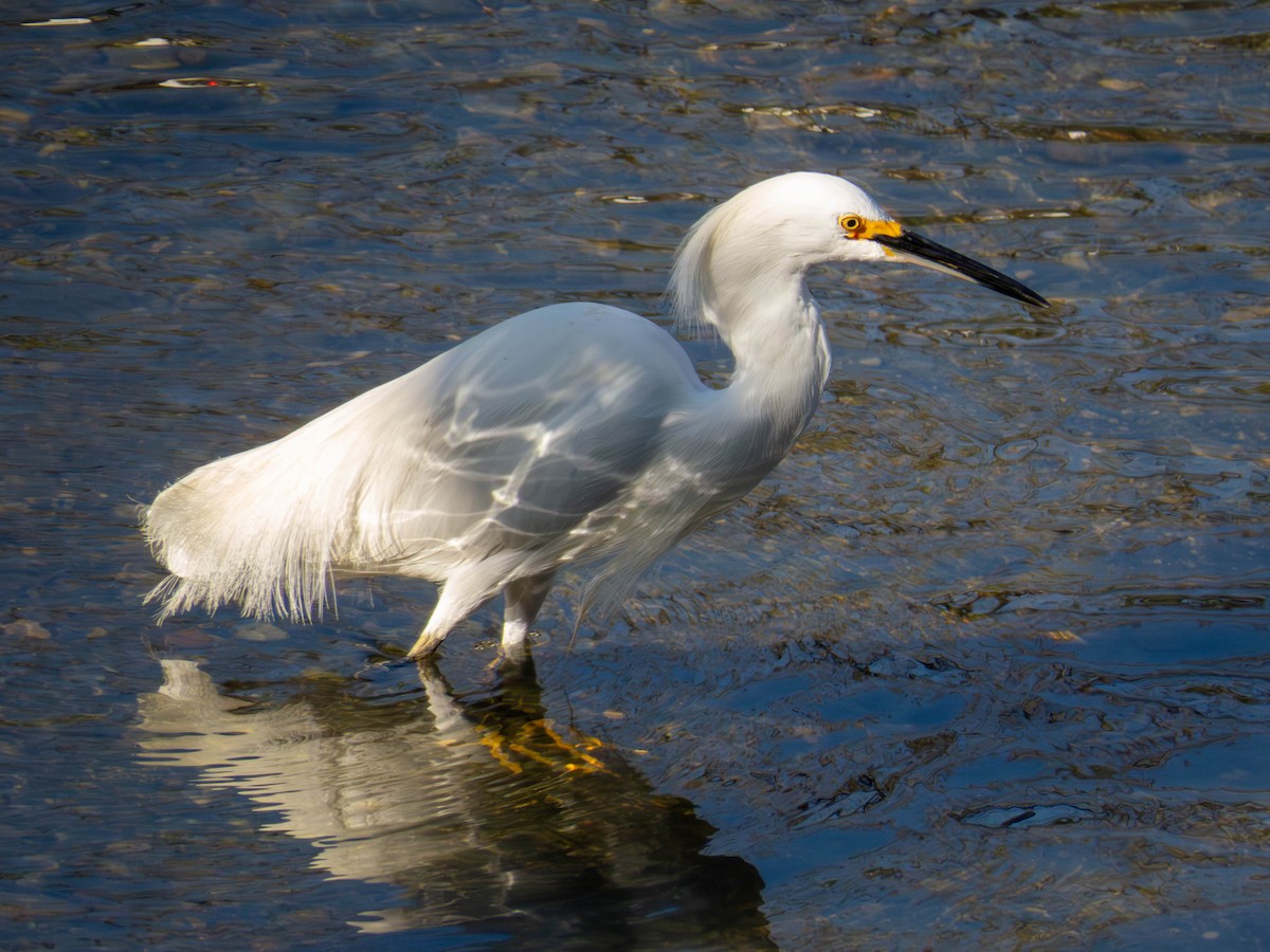 Snowy Egret - ML641326741