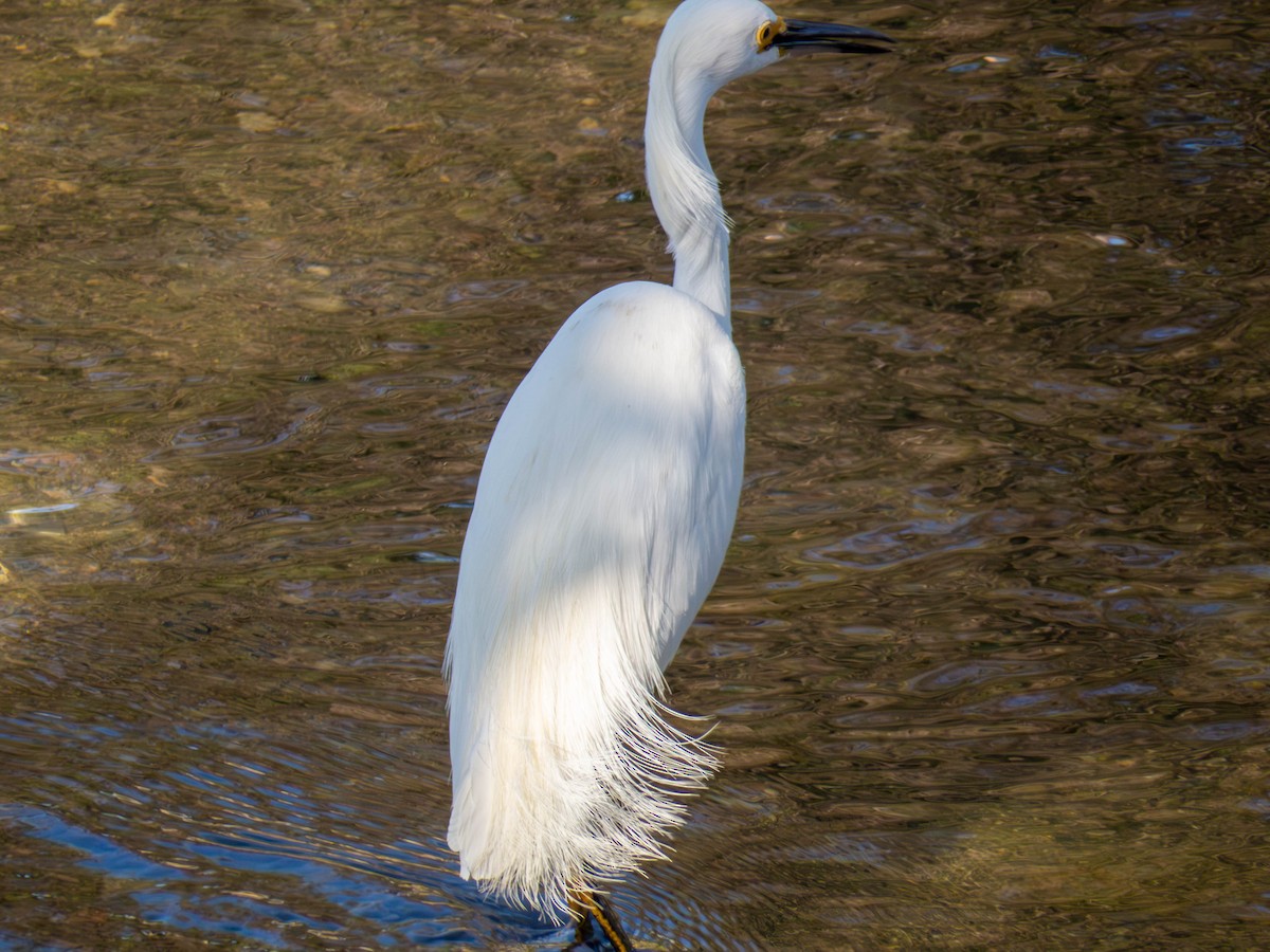 Snowy Egret - ML641326742