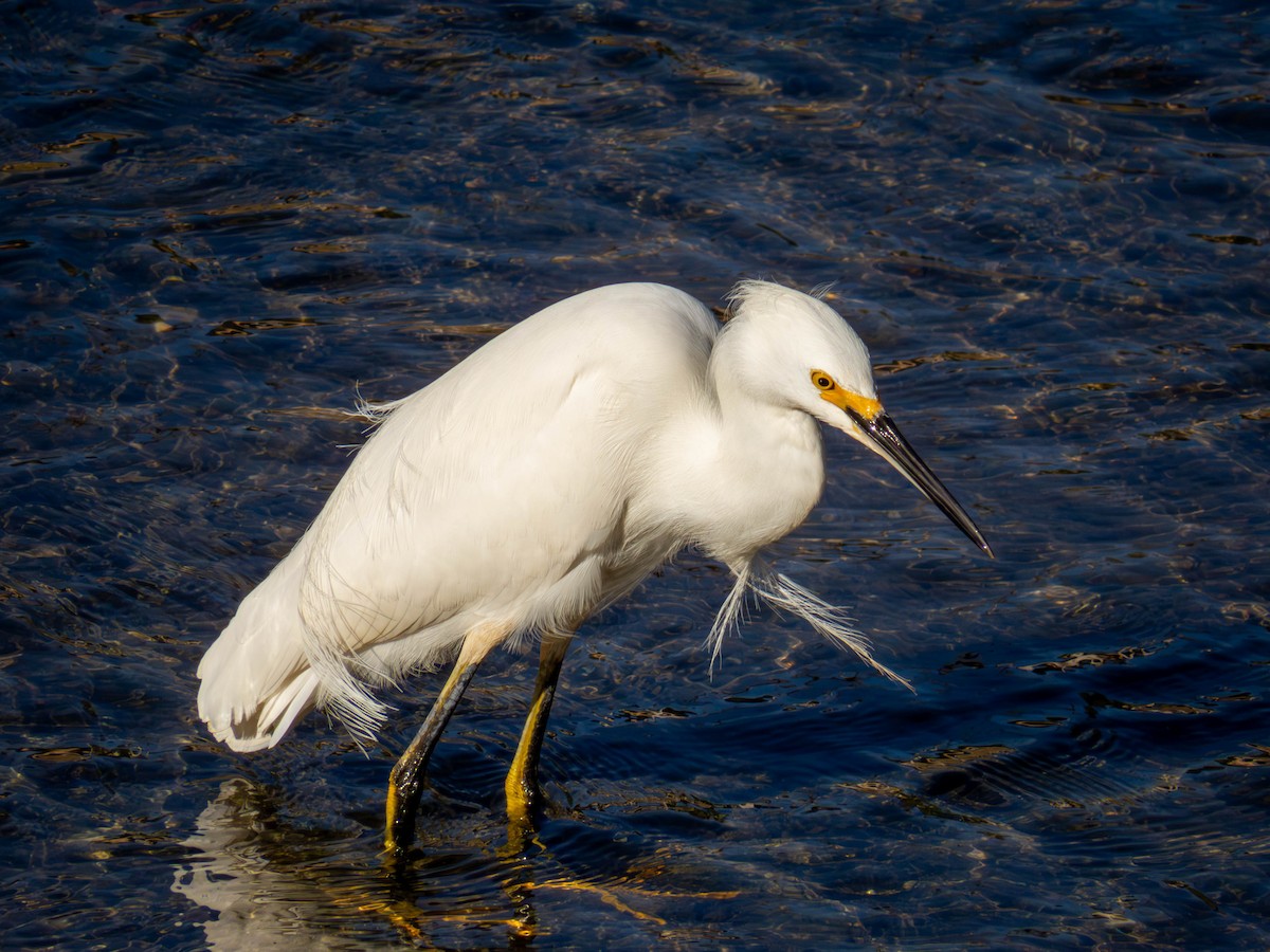 Snowy Egret - ML641326746