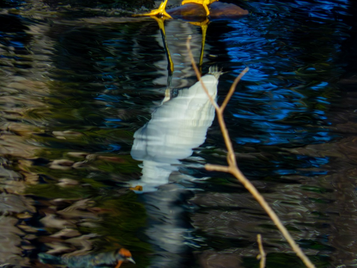 Snowy Egret - ML641326747