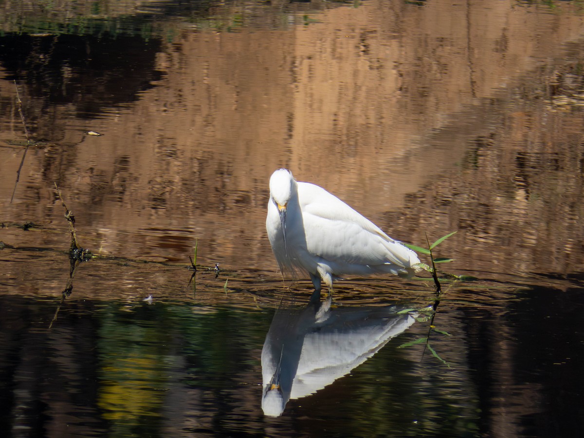 Snowy Egret - ML641326748