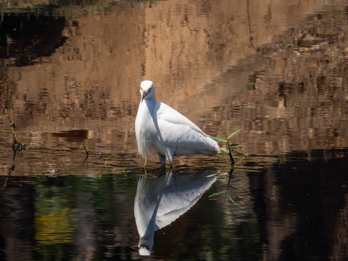 Snowy Egret - ML641326749