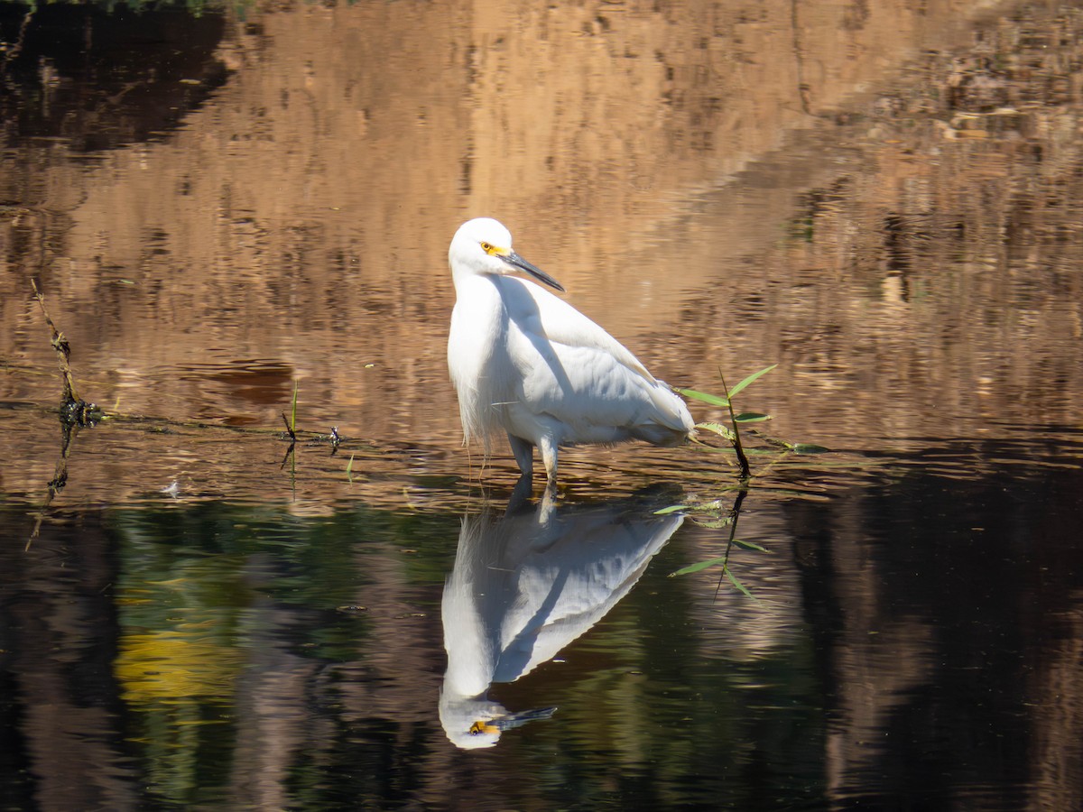 Snowy Egret - ML641326750
