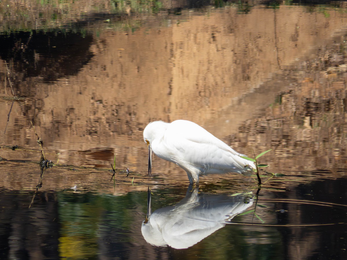 Snowy Egret - ML641326751