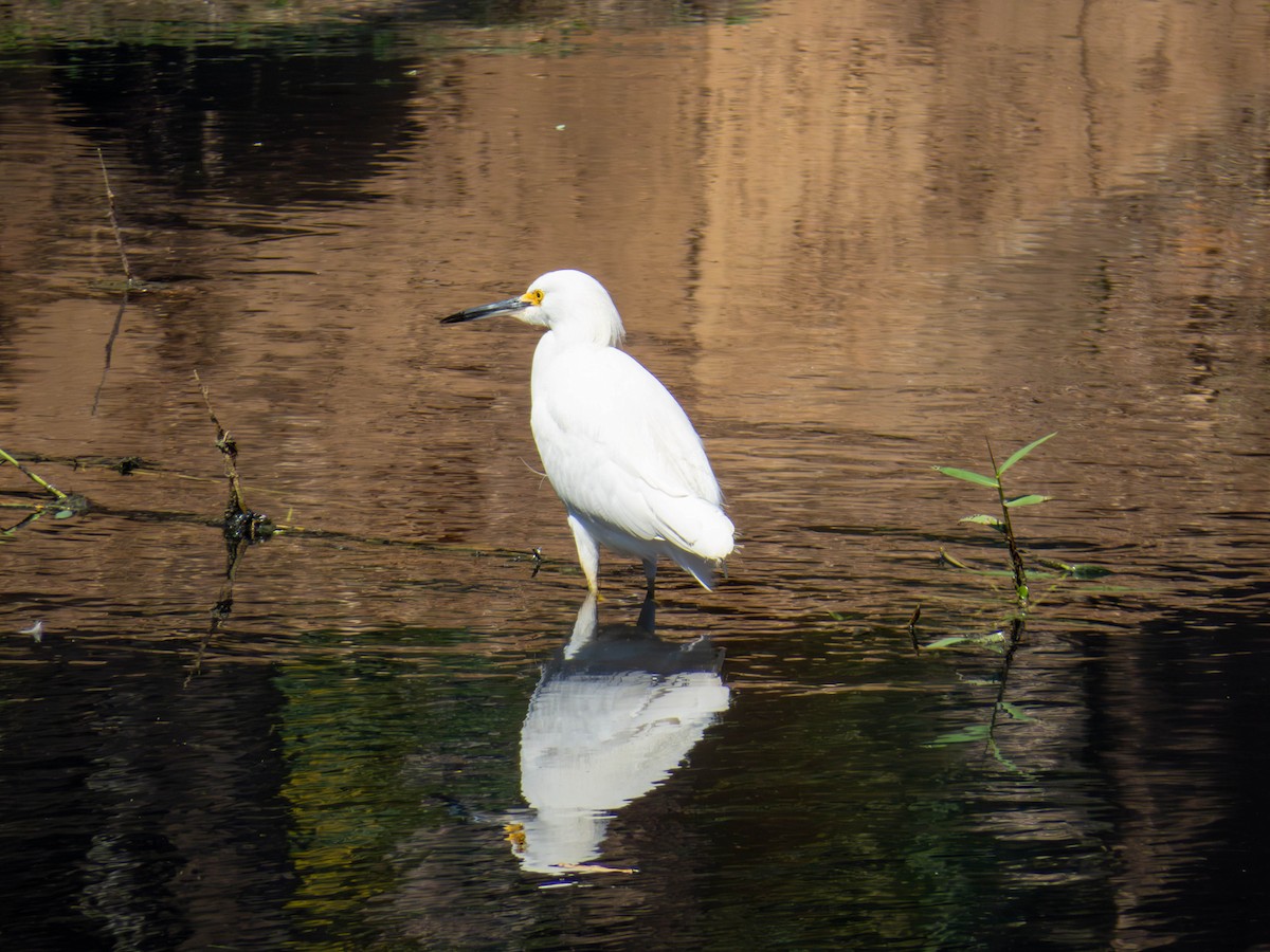 Snowy Egret - ML641326752