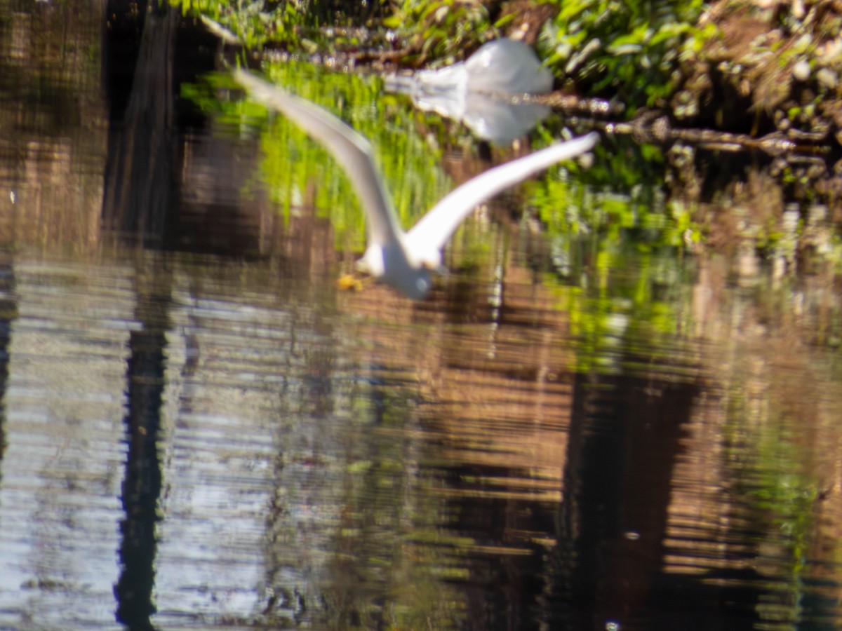 Snowy Egret - ML641326753