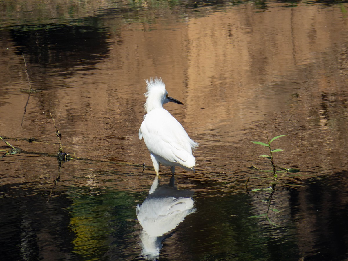Snowy Egret - ML641326754
