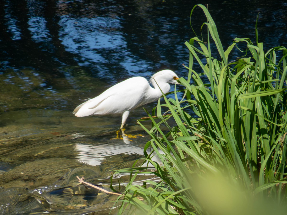 Snowy Egret - ML641326755