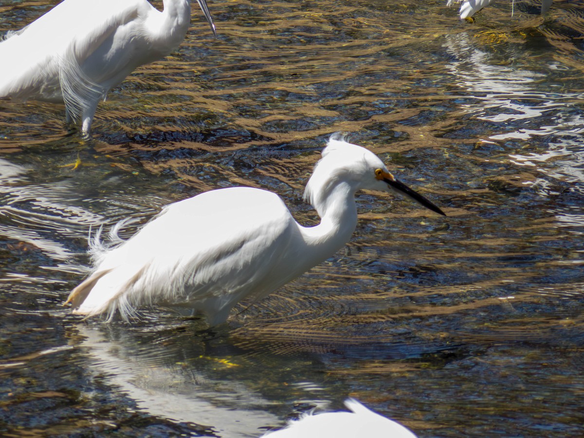 Snowy Egret - ML641326756