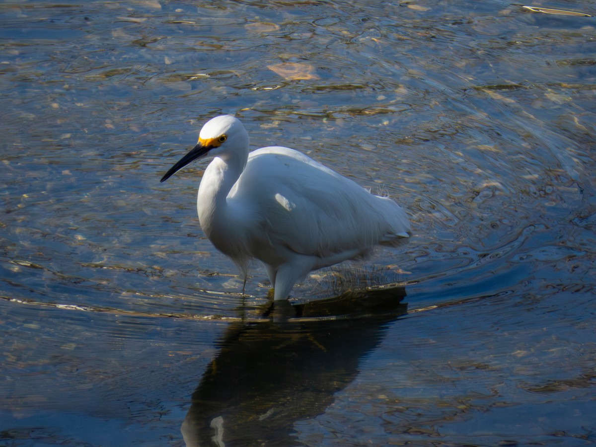 Snowy Egret - ML641326757