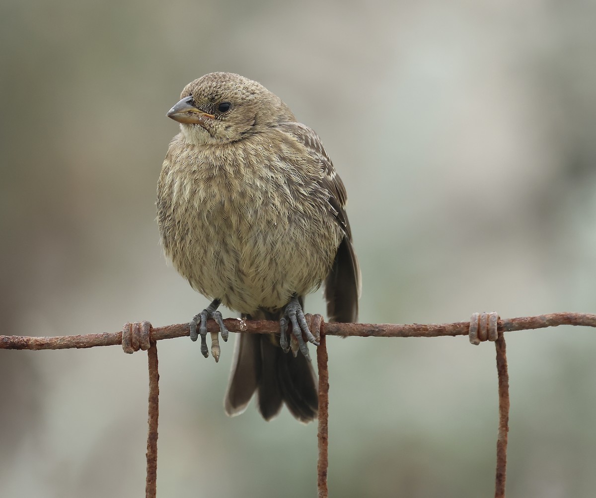 Brown-headed Cowbird - ML641326773