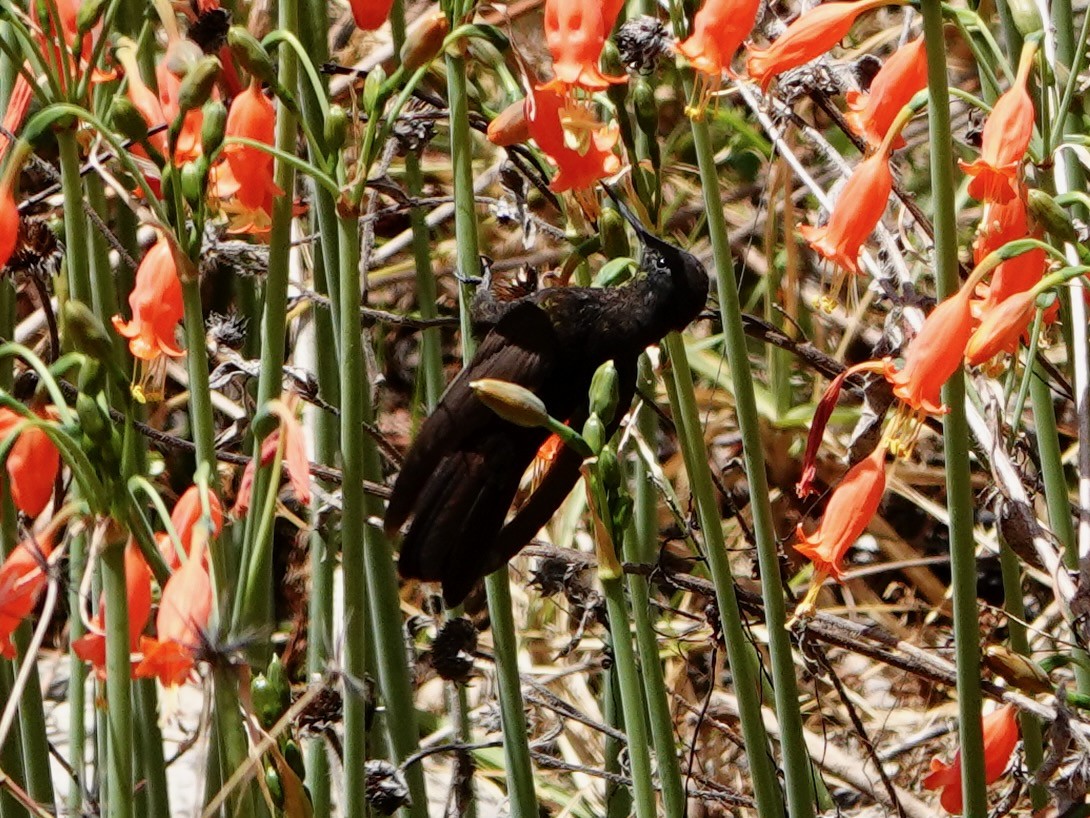 Black Metaltail - ML641326789