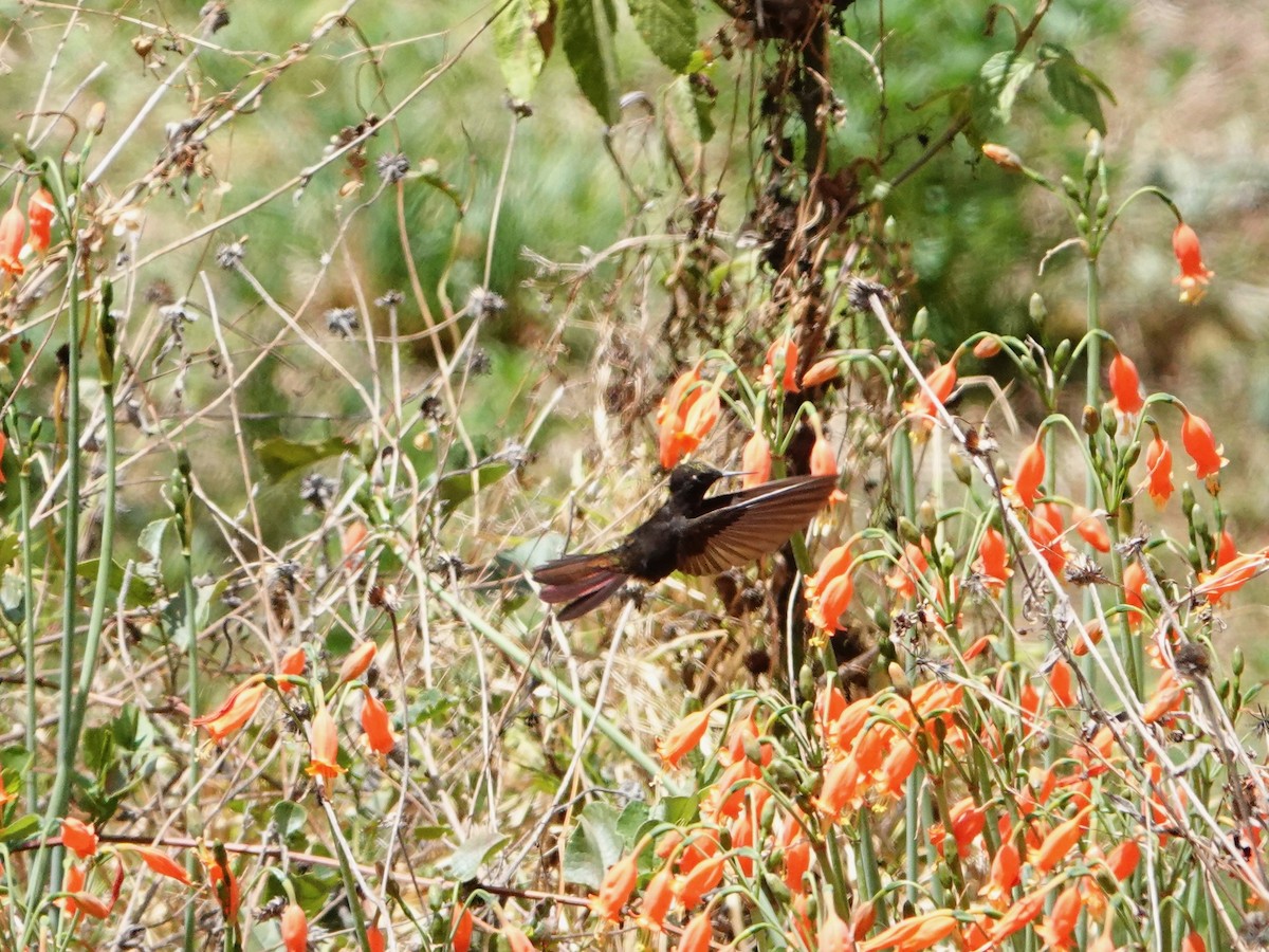 Black Metaltail - ML641326790