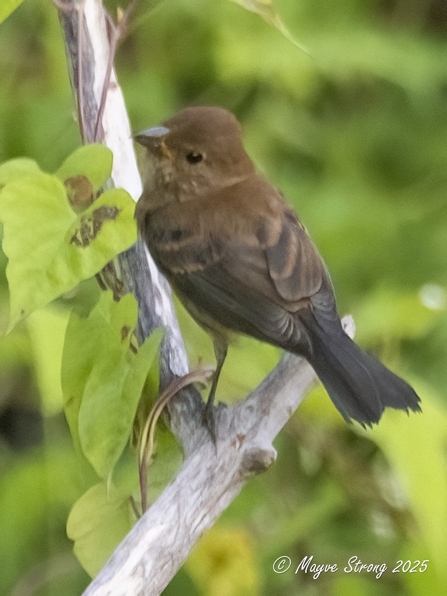 Indigo Bunting - ML641326799