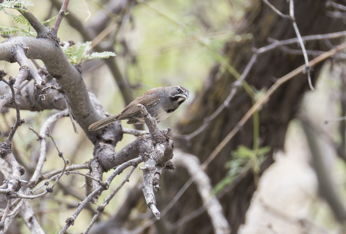 Five-striped Sparrow - ML641326856