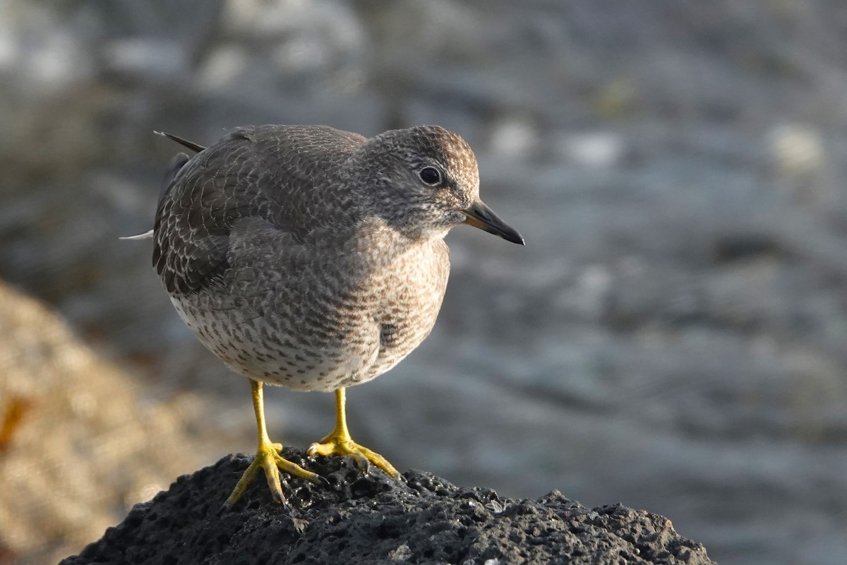 Surfbird - ML641326866