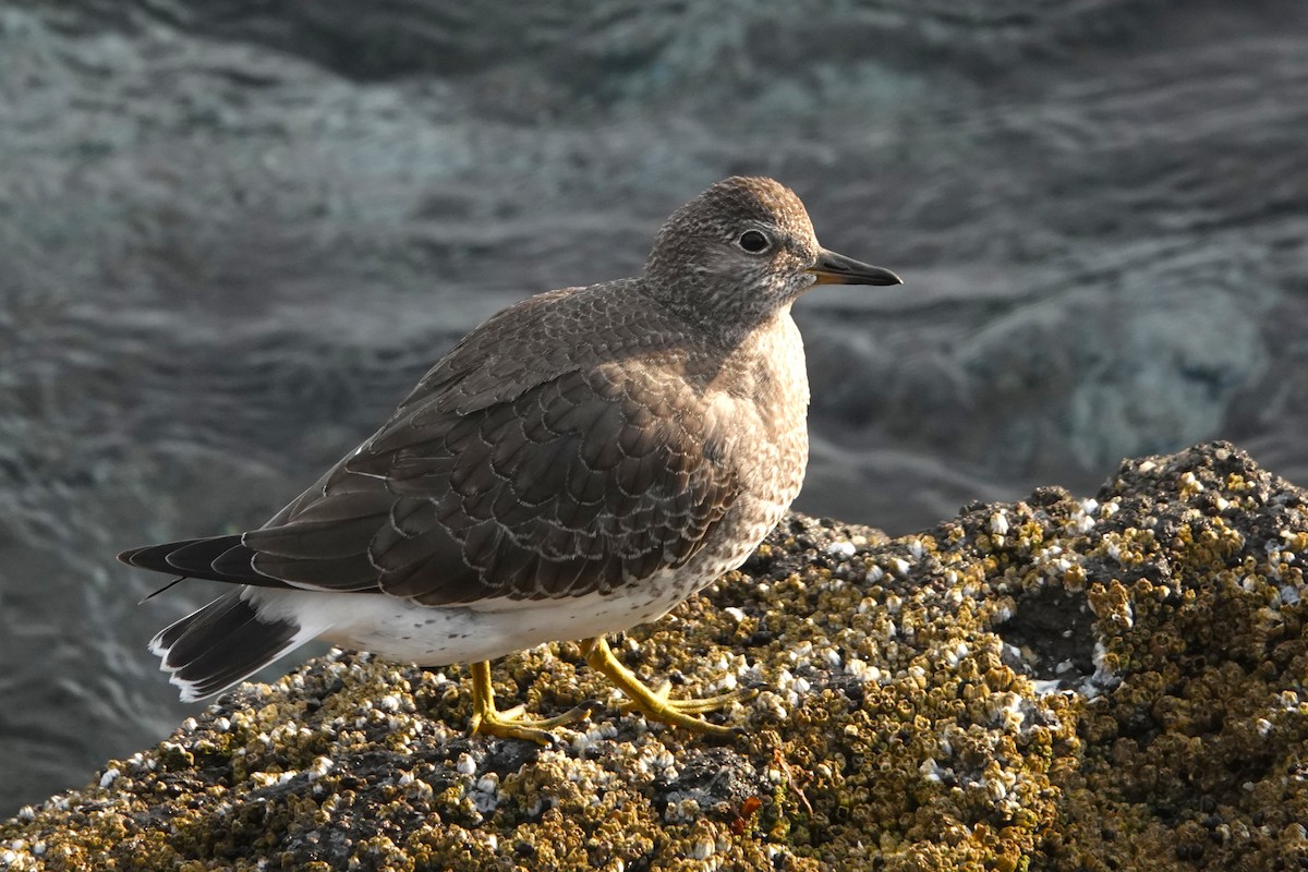 Surfbird - ML641326867