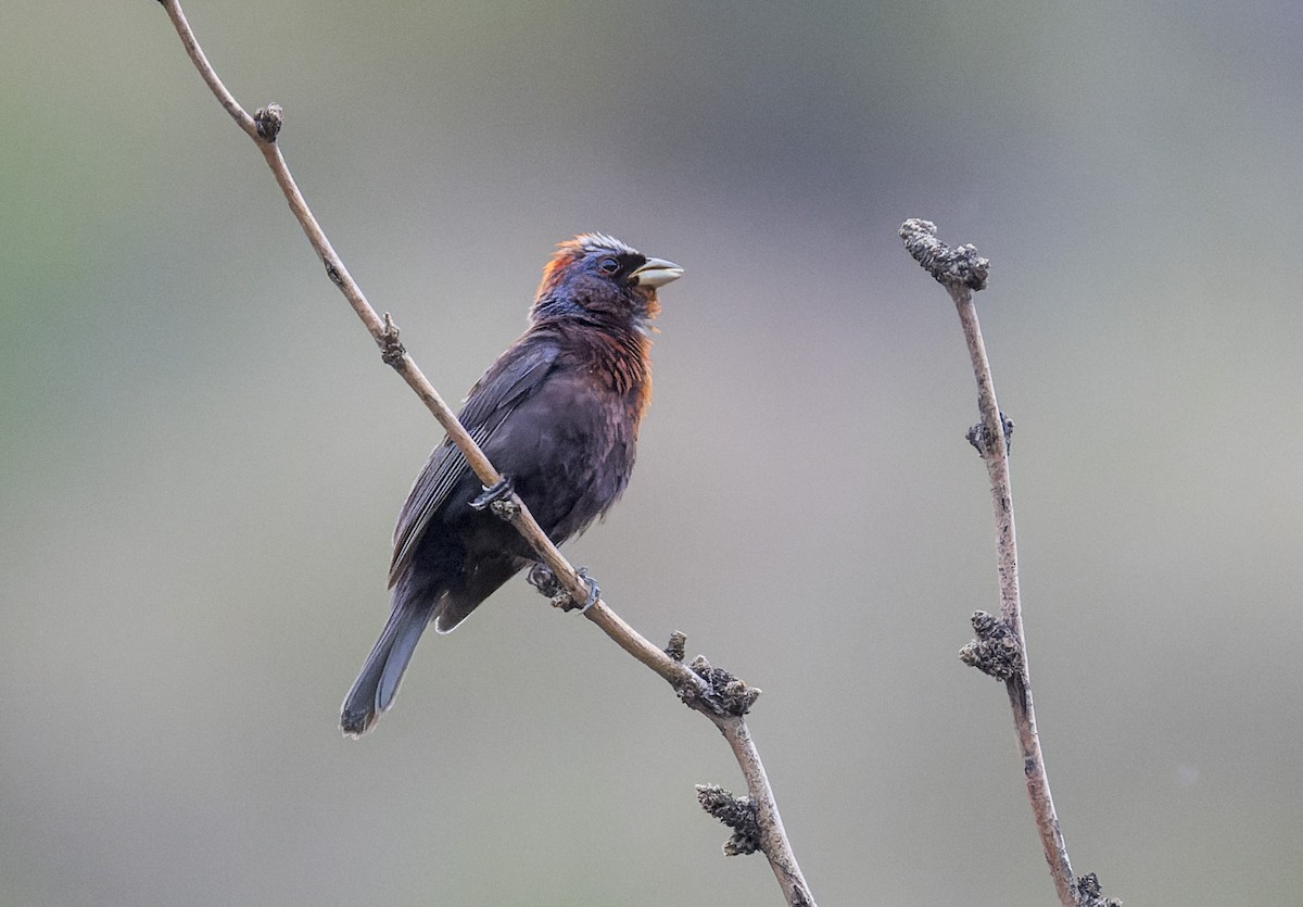 Varied Bunting - ML641326884
