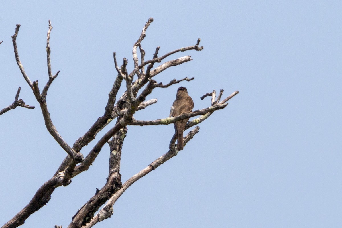 pewee sp. (Contopus sp.) - ML641326894