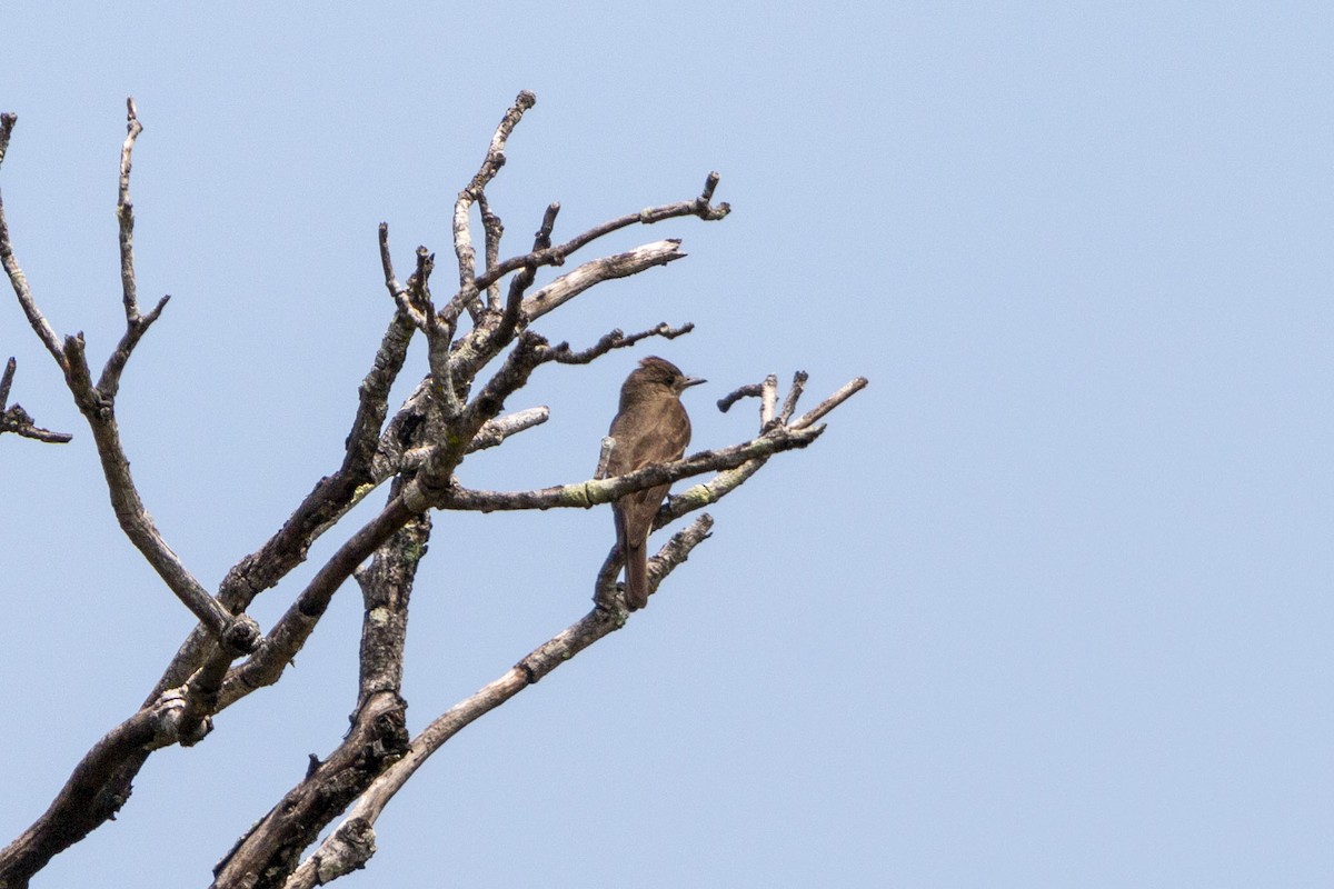 pewee sp. (Contopus sp.) - ML641326896