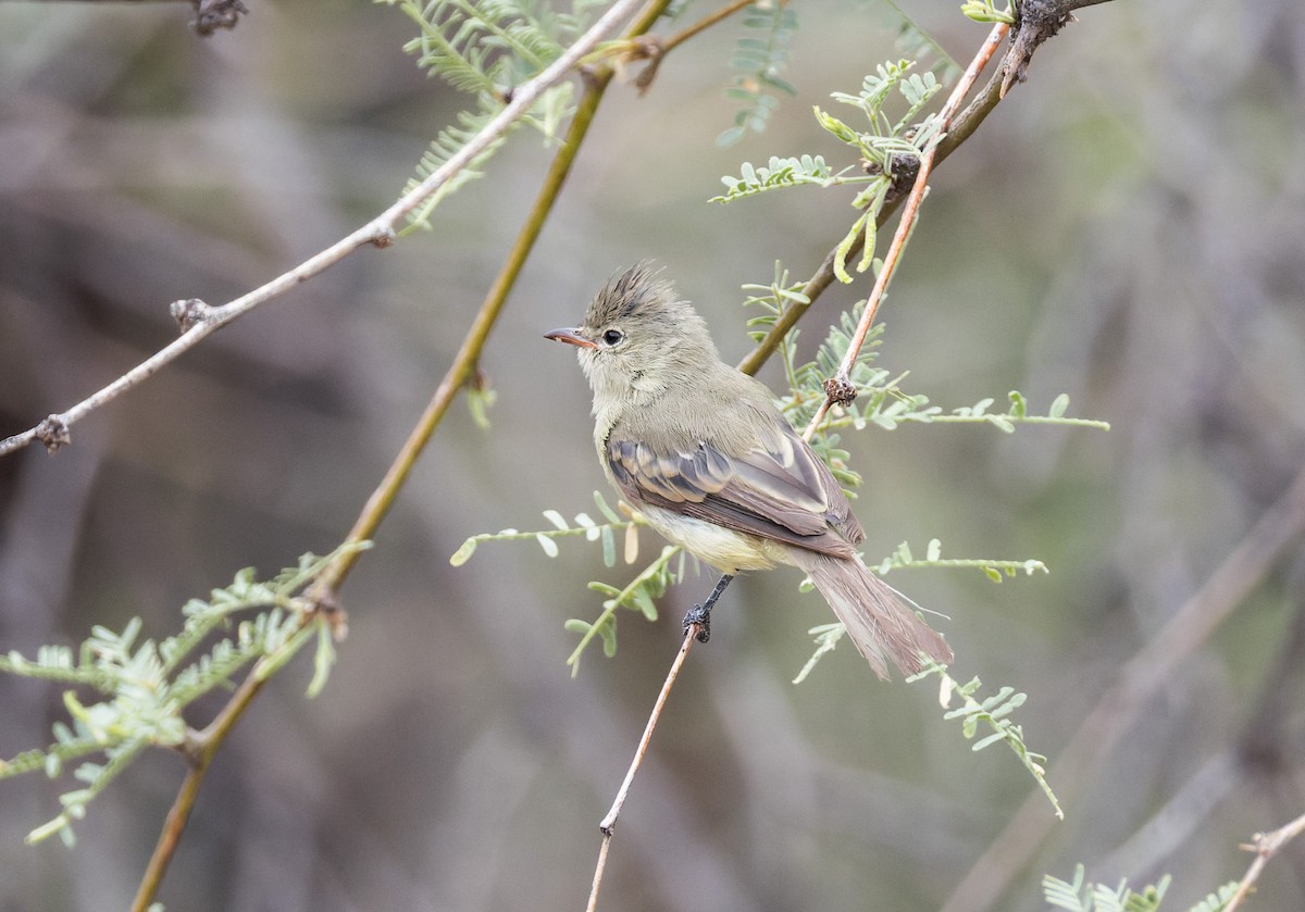 Northern Beardless-Tyrannulet - ML641326898