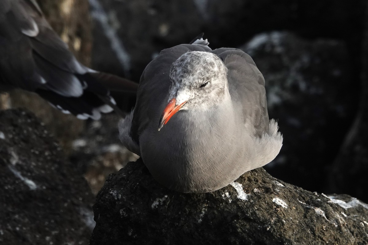 Heermann's Gull - ML641326903
