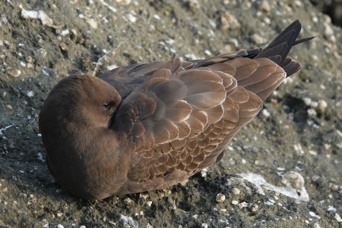 Heermann's Gull - ML641326905