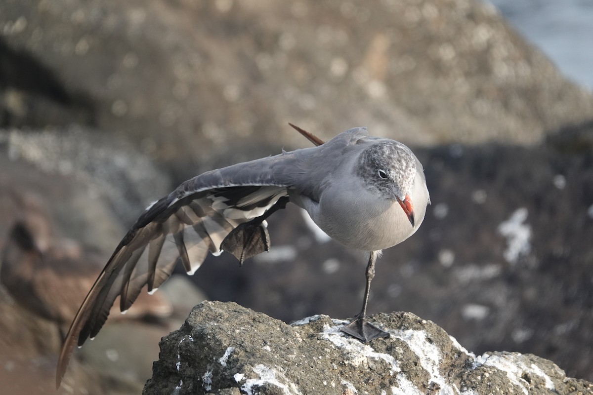 Heermann's Gull - ML641326906