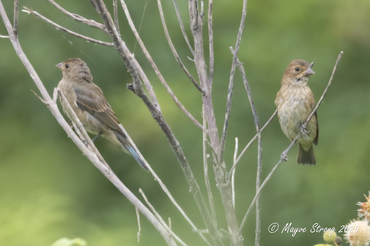 Indigo Bunting - ML641326914