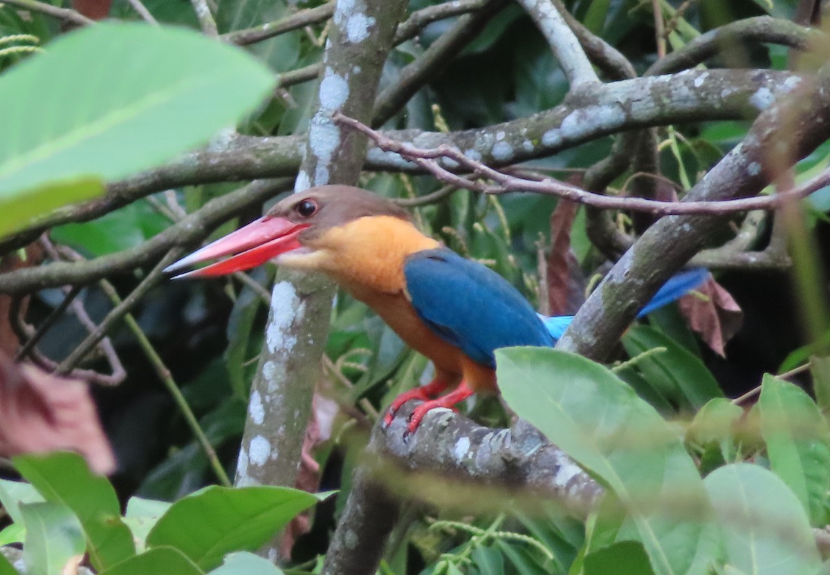 Stork-billed Kingfisher - ML641326917