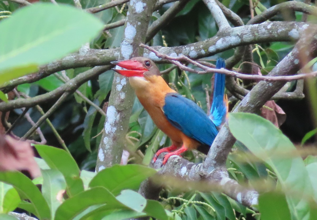 Stork-billed Kingfisher - ML641326919