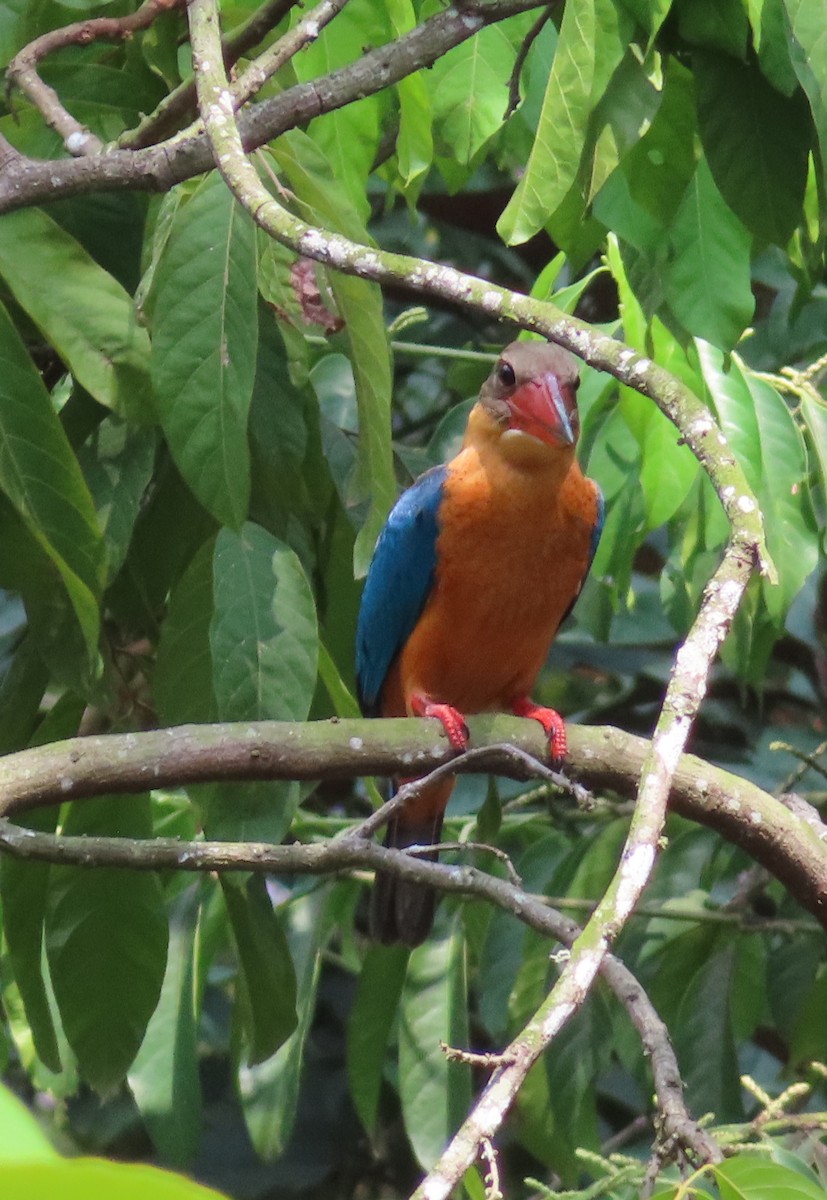 Stork-billed Kingfisher - ML641326920