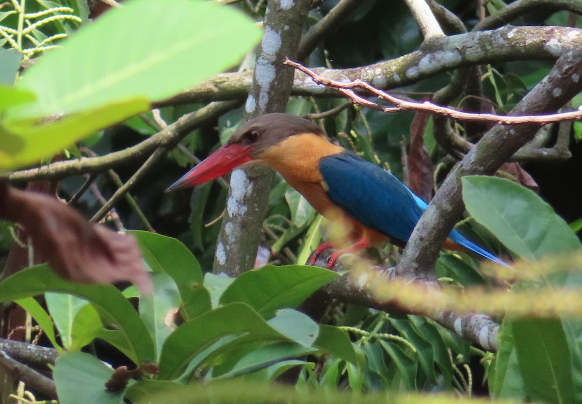 Stork-billed Kingfisher - ML641326921