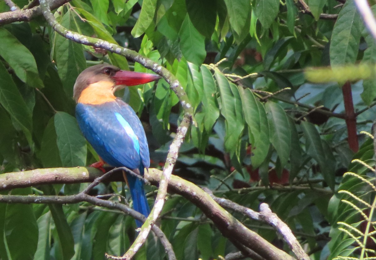 Stork-billed Kingfisher - ML641326922