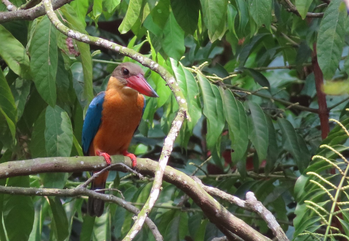Stork-billed Kingfisher - ML641326923