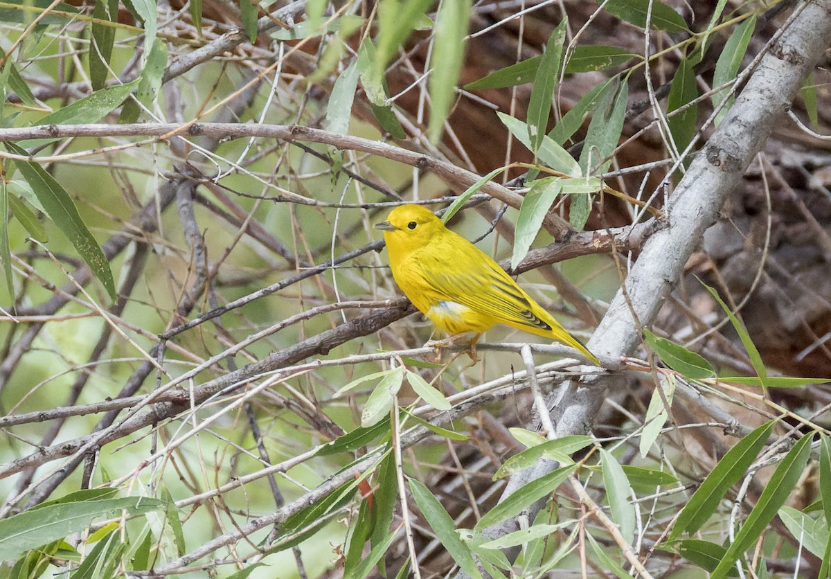 Northern Yellow Warbler - ML641326925