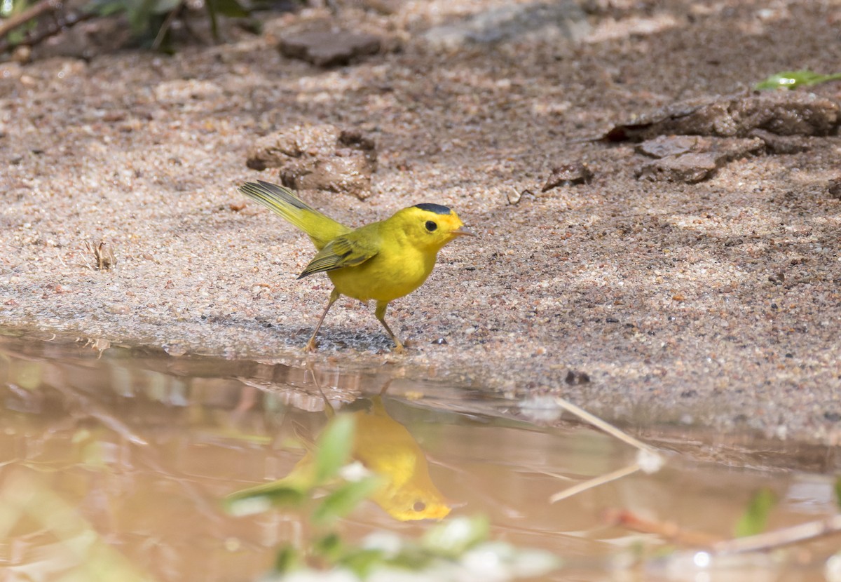 Wilson's Warbler - ML641326927