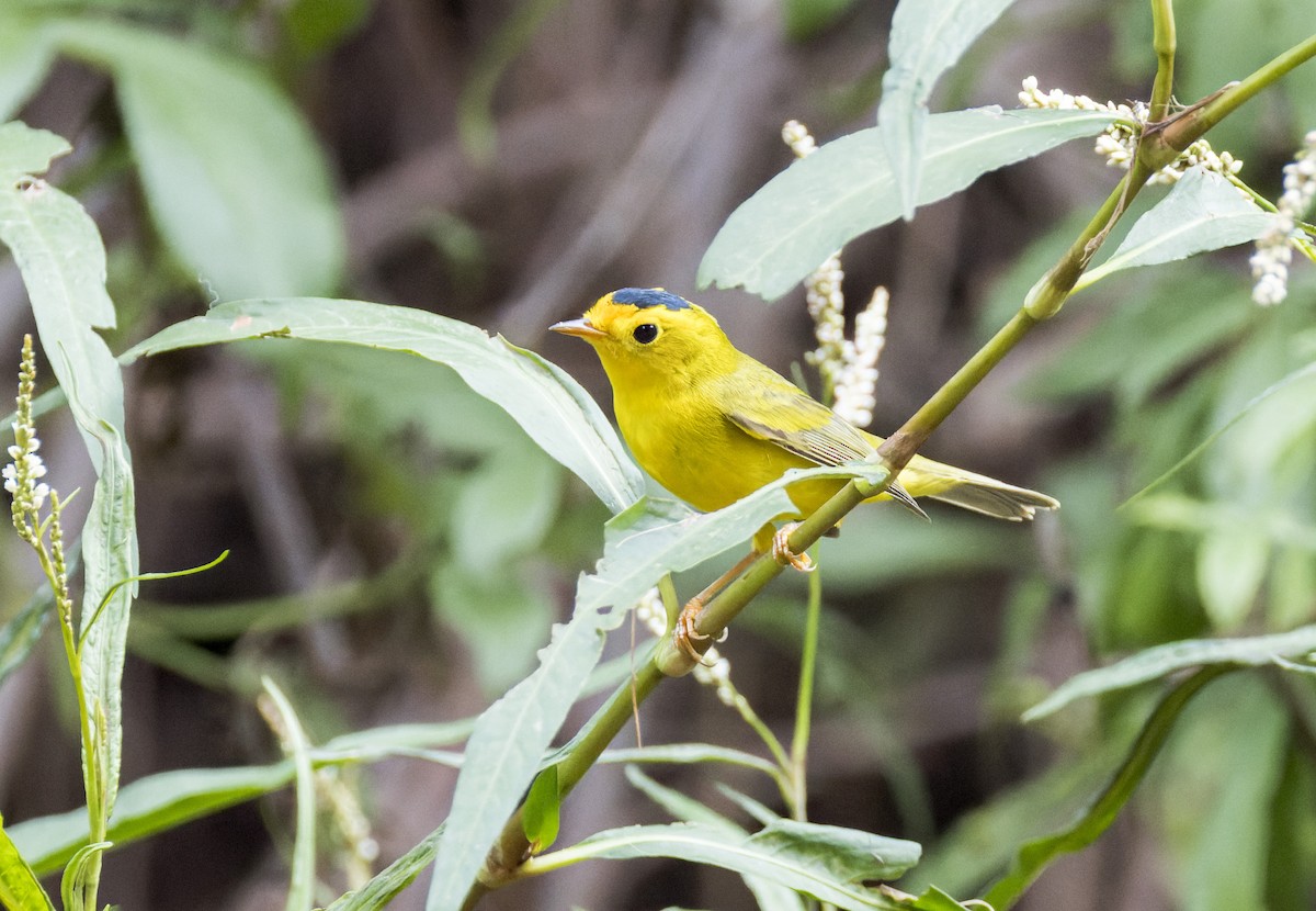 Wilson's Warbler - ML641326928