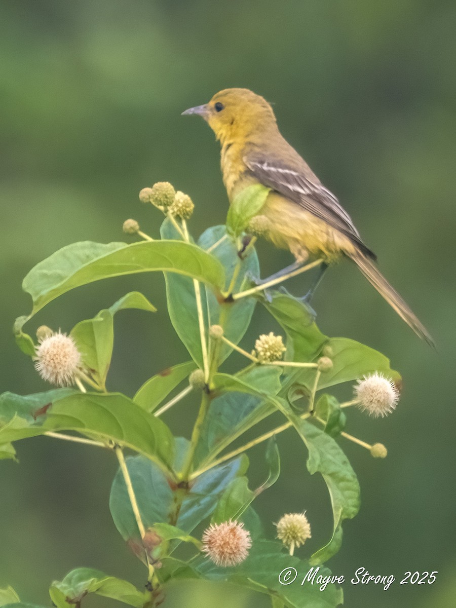 Orchard Oriole - ML641326932